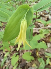 Uvularia perfoliata