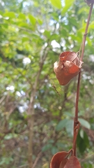 Ischnotoma