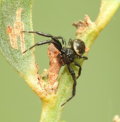 Xysticus bimaculatus