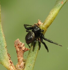 Xysticus bimaculatus