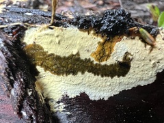 Phanerochaete carnosa