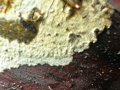 Phanerochaete carnosa