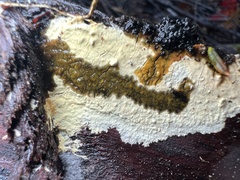 Phanerochaete carnosa