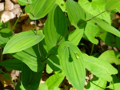 Uvularia perfoliata