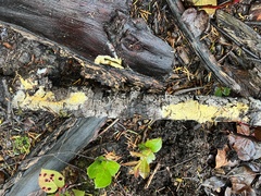 Phanerochaete carnosa