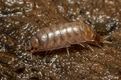 Trichoniscus pusillus