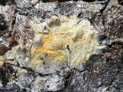 Phanerochaete carnosa