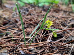 Gagea fragifera