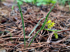 Gagea fragifera