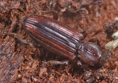 Bothrideres bipunctatus