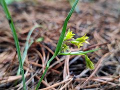 Gagea fragifera