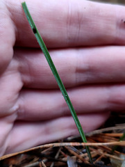 Gagea fragifera