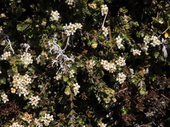 Pimelea oreophila lepta
