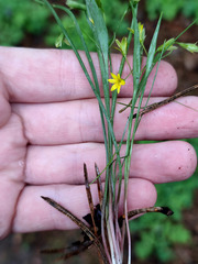 Gagea fragifera
