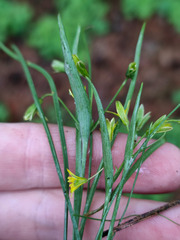 Gagea fragifera