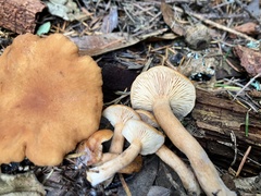 Lactarius rubidus