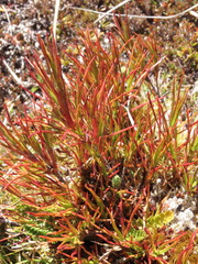 Dracophyllum