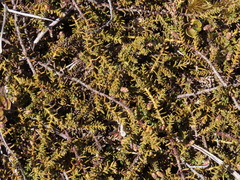 Lepidothamnus laxifolius