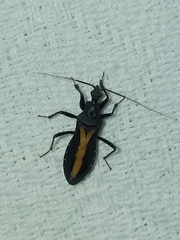 Rasahus flavovittatus
