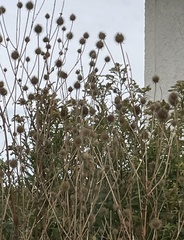 Dipsacus strigosus