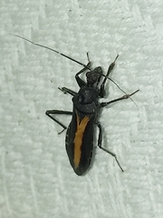Rasahus flavovittatus