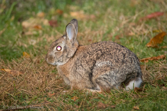 Sylvilagus transitionalis
