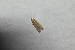 Nirvana placida