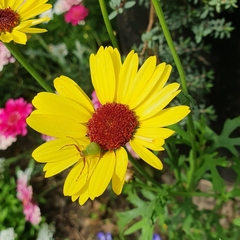 Diaea