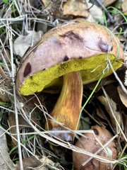 Aureoboletus flaviporus