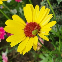 Diaea