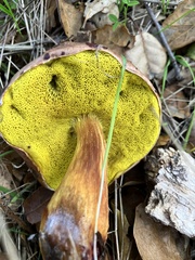 Aureoboletus flaviporus