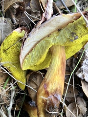 Aureoboletus flaviporus