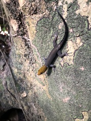 Gonatodes albogularis fuscus