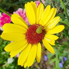 Diaea