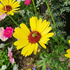 Diaea