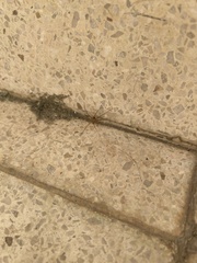 Loxosceles rufescens