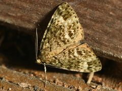 Pseudocoremia indistincta