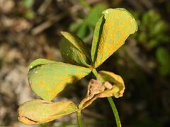 Puccinia oxalidis