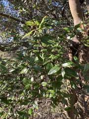 Ceanothus oliganthus sorediatus
