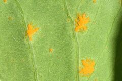 Puccinia oxalidis