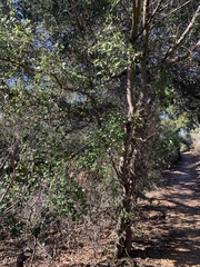 Ceanothus oliganthus sorediatus