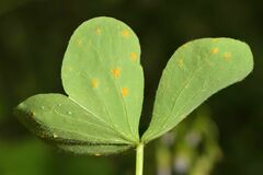Puccinia oxalidis