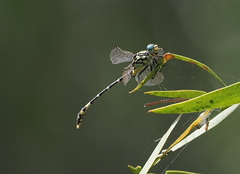 Austrogomphus cornutus