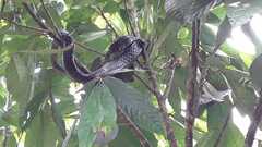 Chironius grandisquamis