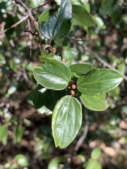 Ceanothus oliganthus sorediatus