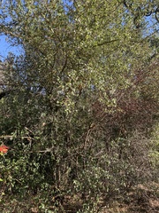 Ceanothus oliganthus sorediatus