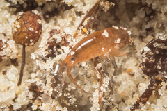 Platorchestia platensis