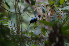 Chiroxiphia linearis