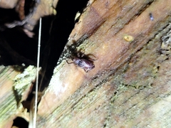 Mitrastethus baridioides