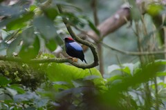 Chiroxiphia linearis